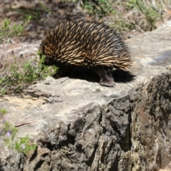 Tachyglossus aculeatus at Canberra Central, ACT - 1 Nov 2017