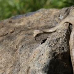 Pseudonaja textilis (Eastern Brown Snake) at Acton, ACT - 31 Oct 2017 by AlisonMilton