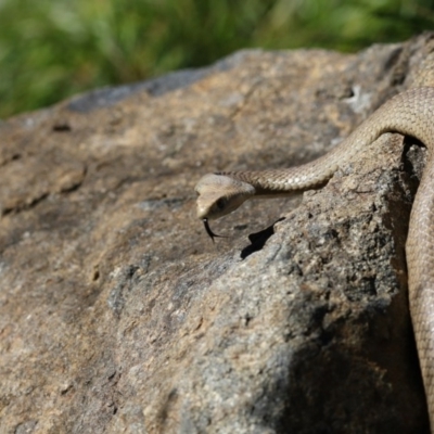 Pseudonaja textilis (Eastern Brown Snake) at ANBG - 31 Oct 2017 by AlisonMilton