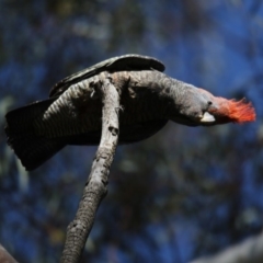 Callocephalon fimbriatum (Gang-gang Cockatoo) at ANBG - 31 Oct 2017 by Alison Milton