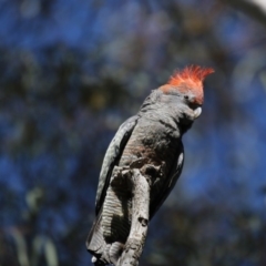 Callocephalon fimbriatum at Acton, ACT - suppressed