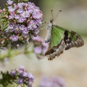 Graphium macleayanum at Acton, ACT - 1 Nov 2017 10:37 AM