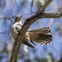 Cacomantis flabelliformis (Fan-tailed Cuckoo) at Acton, ACT - 31 Oct 2017 by Alison Milton