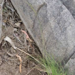 Poa sp. CNM1 (under review, formerly Poa meionectes) (Snow Grass) at Conder, ACT - 24 Oct 2017 by michaelb