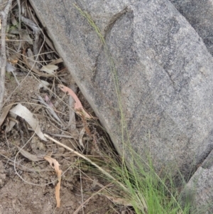 Poa sp. CNM1 (under review, formerly Poa meionectes) at Conder, ACT - 24 Oct 2017 06:16 PM