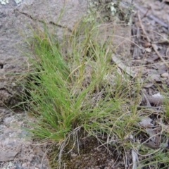 Poa sp. CNM1 (under review, formerly Poa meionectes) at Conder, ACT - 24 Oct 2017