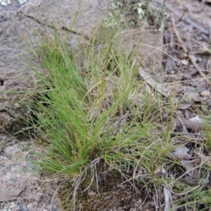 Poa sp. CNM1 (under review, formerly Poa meionectes) at Conder, ACT - 24 Oct 2017 06:16 PM