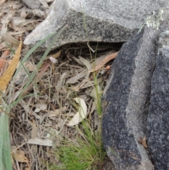 Poa sp. CNM1 (under review, formerly Poa meionectes) at Conder, ACT - 24 Oct 2017 06:16 PM