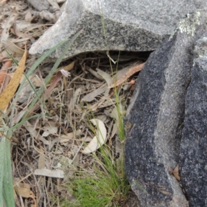 Poa sp. CNM1 (under review, formerly Poa meionectes) at Conder, ACT - 24 Oct 2017