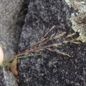 Poa sp. CNM1 (under review, formerly Poa meionectes) at Conder, ACT - 24 Oct 2017 06:16 PM