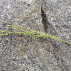 Poa sp. CNM1 (under review, formerly Poa meionectes) at Conder, ACT - 24 Oct 2017