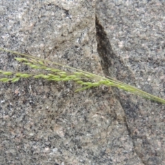 Poa sp. CNM1 (under review, formerly Poa meionectes) at Conder, ACT - 24 Oct 2017 06:16 PM