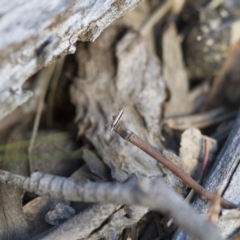 Macrotona australis at Michelago, NSW - 1 Nov 2017