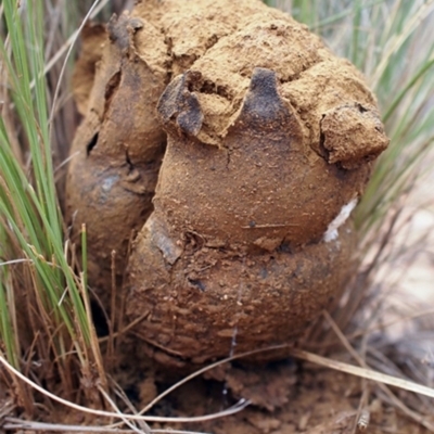 Pisolithus marmoratus (Horse Dung Fungus) at Acton, ACT - 31 Oct 2017 by Heino