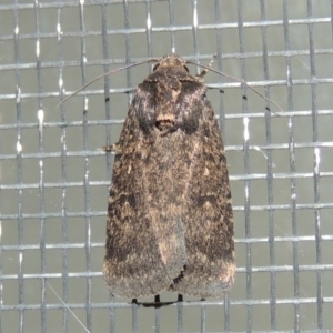 Proteuxoa provisional species 1 at Conder, ACT - 12 Mar 2015 10:25 PM