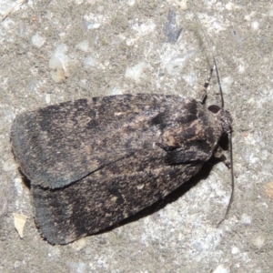 Proteuxoa provisional species 1 at Conder, ACT - 12 Mar 2015 10:25 PM