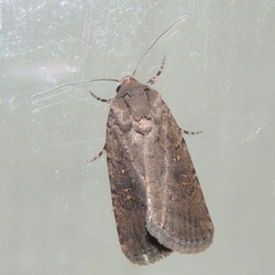 Proteuxoa provisional species 1 at Conder, ACT - 22 Mar 2015 by michaelb