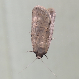 Proteuxoa provisional species 1 at Conder, ACT - 23 Mar 2015