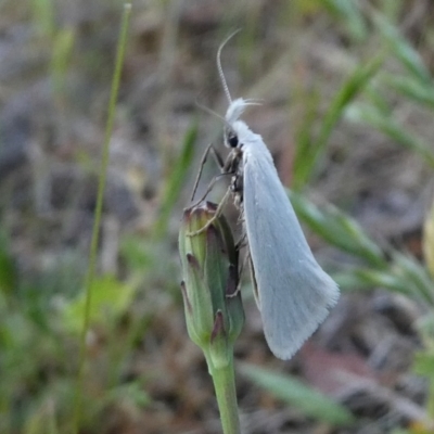 Zacorus carus (Wingia group moth) at Googong, NSW - 1 Nov 2017 by Wandiyali