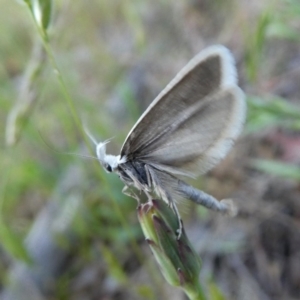 Zacorus carus at Googong, NSW - 2 Nov 2017