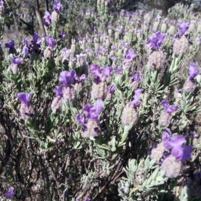 Lavandula stoechas (Spanish Lavender or Topped Lavender) at Mount Ainslie - 1 Nov 2017 by SilkeSma