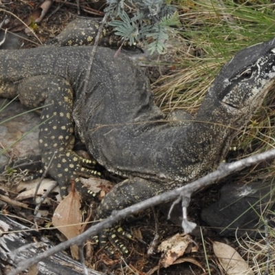 Varanus rosenbergi (Heath or Rosenberg's Monitor) at Namadgi National Park - 2 Nov 2017 by JohnBundock