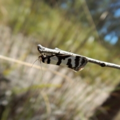 Philobota impletella Group (A concealer moth) at Aranda Bushland - 1 Nov 2017 by CathB