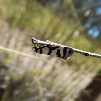 Philobota impletella Group (A concealer moth) at Aranda Bushland - 1 Nov 2017 by CathB