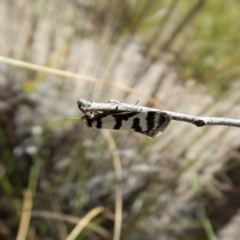 Philobota impletella Group at Aranda, ACT - 1 Nov 2017