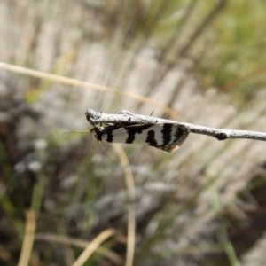 Philobota impletella Group at Aranda, ACT - 1 Nov 2017 11:43 AM