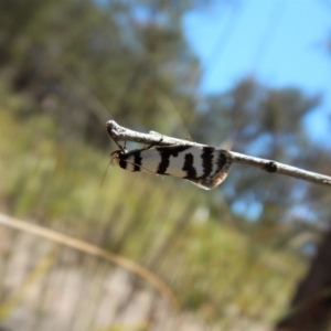 Philobota impletella Group at Aranda, ACT - 1 Nov 2017 11:43 AM