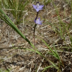 Thelymitra pauciflora (Slender Sun Orchid) at Belconnen, ACT - 2 Nov 2017 by CathB