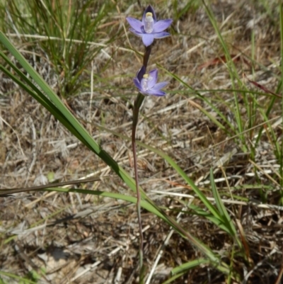 Thelymitra pauciflora (Slender Sun Orchid) at Belconnen, ACT - 1 Nov 2017 by CathB