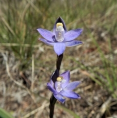 Thelymitra pauciflora at Belconnen, ACT - suppressed