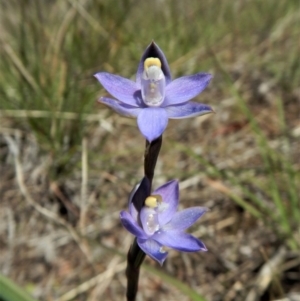 Thelymitra pauciflora at Belconnen, ACT - suppressed