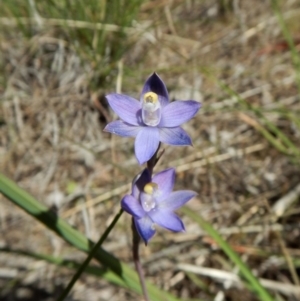 Thelymitra pauciflora at Belconnen, ACT - suppressed