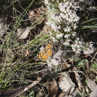 Vanessa kershawi (Australian Painted Lady) at Illilanga & Baroona - 28 Sep 2010 by Illilanga