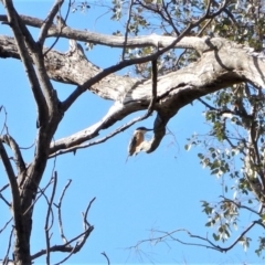 Todiramphus sanctus (Sacred Kingfisher) at Aranda Bushland - 1 Nov 2017 by CathB