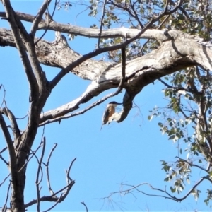 Todiramphus sanctus at Belconnen, ACT - 2 Nov 2017