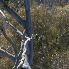 Todiramphus sanctus at Belconnen, ACT - 2 Nov 2017