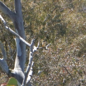 Todiramphus sanctus at Belconnen, ACT - 2 Nov 2017