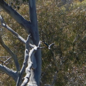 Todiramphus sanctus at Belconnen, ACT - 2 Nov 2017