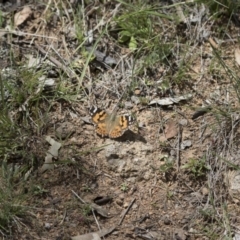 Vanessa kershawi (Australian Painted Lady) at Illilanga & Baroona - 21 Oct 2016 by Illilanga