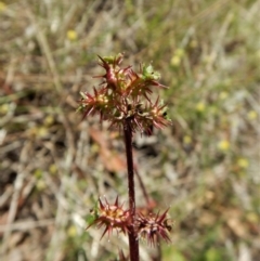 Acaena echinata (Sheeps Burr) at Cook, ACT - 2 Nov 2017 by CathB