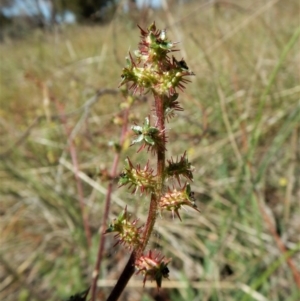 Acaena echinata at Cook, ACT - 2 Nov 2017 09:51 AM