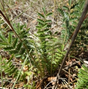 Acaena echinata at Cook, ACT - 2 Nov 2017