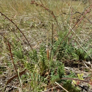 Acaena echinata at Cook, ACT - 2 Nov 2017 09:51 AM