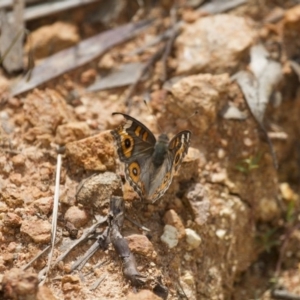 Junonia villida at Michelago, NSW - 23 Jan 2015 11:38 AM