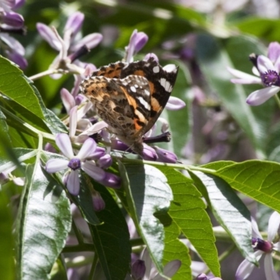 Vanessa kershawi (Australian Painted Lady) at Illilanga & Baroona - 13 Nov 2011 by Illilanga