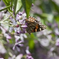 Vanessa kershawi at Michelago, NSW - 13 Nov 2011 12:40 PM